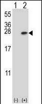 14-3-3 beta Antibody in Western Blot (WB)