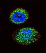 PTEN Antibody in Immunocytochemistry (ICC/IF)