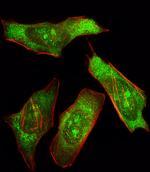 SHP2 Antibody in Immunocytochemistry (ICC/IF)