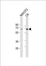 SHP2 Antibody in Western Blot (WB)