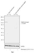 PARP1 Antibody