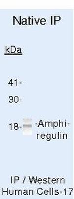 Amphiregulin Antibody in Immunoprecipitation (IP)