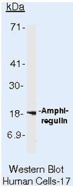 Amphiregulin Antibody in Western Blot (WB)