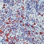 Myeloperoxidase Antibody in Immunohistochemistry (Paraffin) (IHC (P))