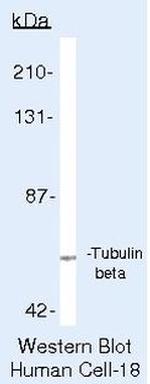 beta Tubulin Antibody in Western Blot (WB)