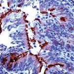 alpha Tubulin Antibody in Immunohistochemistry (Paraffin) (IHC (P))