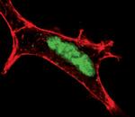 BRG1 Antibody in Immunocytochemistry (ICC/IF)