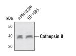 Cathepsin B Antibody in Western Blot (WB)