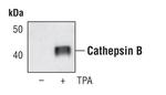 Cathepsin B Antibody in Western Blot (WB)