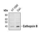 Cathepsin B Antibody in Western Blot (WB)