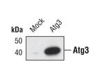 ATG3 Antibody in Western Blot (WB)