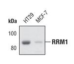 RRM1 Antibody in Western Blot (WB)