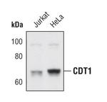 CDT1 Antibody in Western Blot (WB)