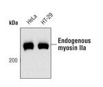 MYH9 Antibody in Western Blot (WB)