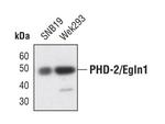 PHD2 Antibody in Western Blot (WB)