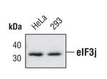 eIF3j Antibody in Western Blot (WB)