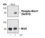 Phospho-MRE11 (Ser676) Antibody in Western Blot (WB)