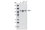 SIRT1 Antibody in Western Blot (WB)