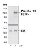 Phospho-FAK (Tyr397) Antibody in Western Blot (WB)