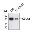 Cullin 4A Antibody in Western Blot (WB)