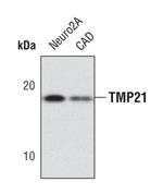 TMP21 Antibody in Western Blot (WB)