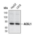 ACSL1 Antibody in Western Blot (WB)