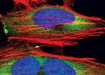 eIF4G Antibody in Immunocytochemistry (ICC/IF)