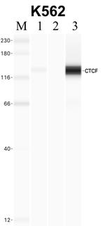 CTCF Antibody in RNA Immunoprecipitation (RIP)