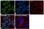 CTCF Antibody in Immunocytochemistry (ICC/IF)