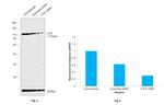 CTCF Antibody in Western Blot (WB)