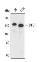 CTCF Antibody in Western Blot (WB)