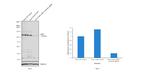 c-Met Antibody in Western Blot (WB)