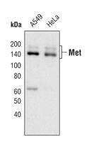 c-Met Antibody in Western Blot (WB)