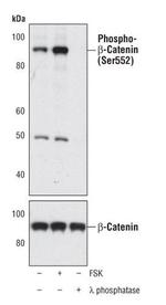 Phospho-beta Catenin (Ser552) Antibody in Western Blot (WB)