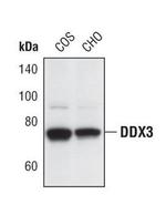 DDX3 Antibody in Western Blot (WB)