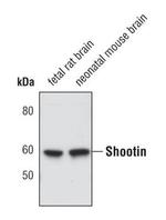 Shootin1 Antibody in Western Blot (WB)