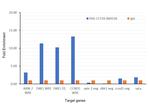 JMJD1B Antibody in ChIP Assay (ChIP)