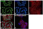 JMJD1B Antibody in Immunocytochemistry (ICC/IF)