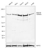 JMJD1B Antibody in Western Blot (WB)