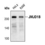 JMJD1B Antibody in Western Blot (WB)