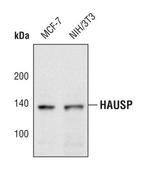 USP7 Antibody in Western Blot (WB)