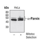 PARVA Antibody in Western Blot (WB)