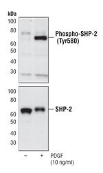 Phospho-SHP2 (Tyr580) Antibody