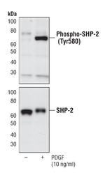 Phospho-SHP2 (Tyr580) Antibody in Western Blot (WB)