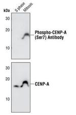 Phospho-CENPA (Ser7) Antibody in Western Blot (WB)