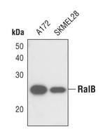 RALB Antibody in Western Blot (WB)