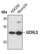 UCHL3 Antibody in Western Blot (WB)