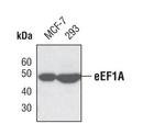 EEF1A1 Antibody in Western Blot (WB)