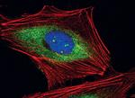 RPS3 Antibody in Immunocytochemistry (ICC/IF)