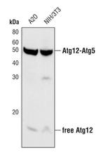 ATG12 Antibody in Western Blot (WB)